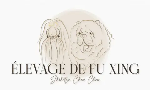 Shih Tzu  Black Jack De Fu Xing