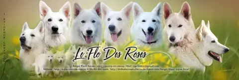Berger Blanc Suisse  Chiot 2 Du Flo Des Roses