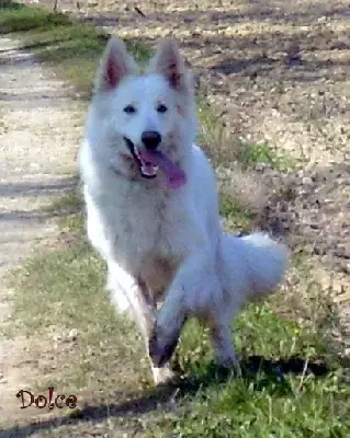 Berger Blanc Suisse  Chiot 6 Of Shepherd'S Paw