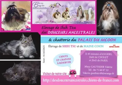Shih Tzu  Chiot