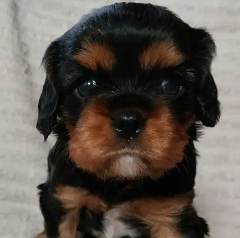 Cavalier King Charles Spaniel  Chiot N°3 De L'Elite D 49745 photo 3