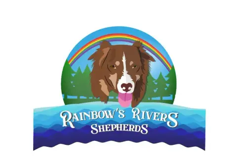 Berger Australien  Chiot 8 Rainbow'S Rivers Shepherds 4997f