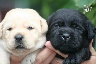 Labrador Retriever  Bermude Des Bories De Yakoubia