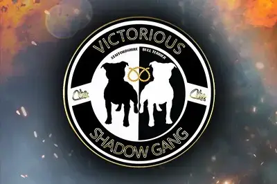 Staffordshire Bull Terrier  Chiot 3 Victorious Shadow 414a2