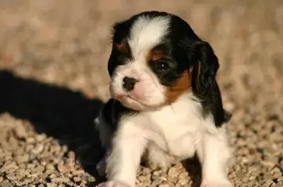Cavalier King Charles Spaniel  F1 Venise De La Bastid 415ce
