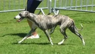 Whippet  Barnabé Du Domaine De Peyrazet