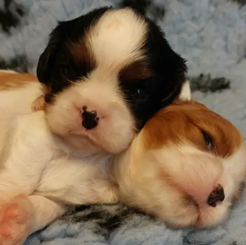 Cavalier King Charles Spaniel  Chiot N°2 De L'Elite D 4b3d9 photo 2