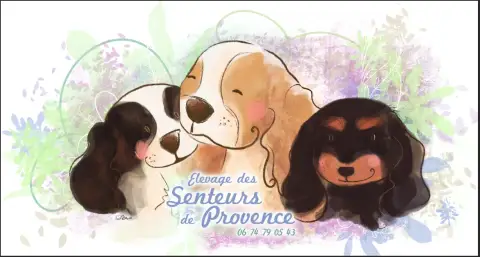 Cavalier King Charles Spaniel  Colliervert Des Senteu 4d286