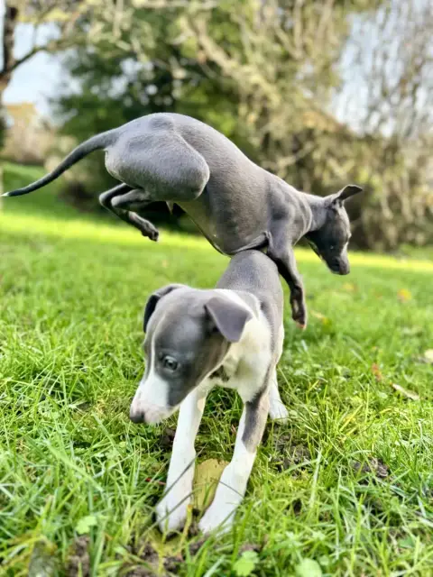 Whippet  Babylon De La Bastie D'Hucaroc