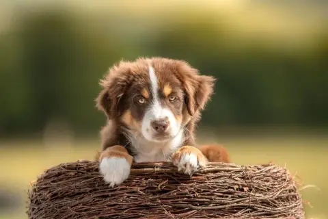 Berger Américain Miniature  Chiot N°1 Des Petites photo 2