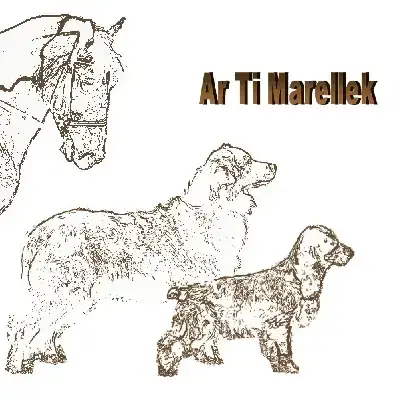 Cocker Spaniel Anglais  F3 -