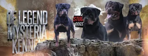 Rottweiler  Chiot 6 Of Legend Mysteria