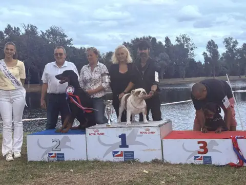 Bulldog Anglais  B Des Éclats De Cassiopée