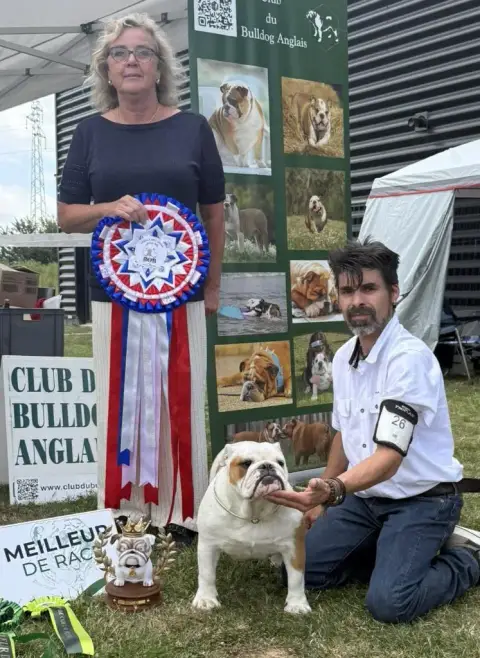 Bulldog Anglais  B Des Éclats De Cassiopée photo 2
