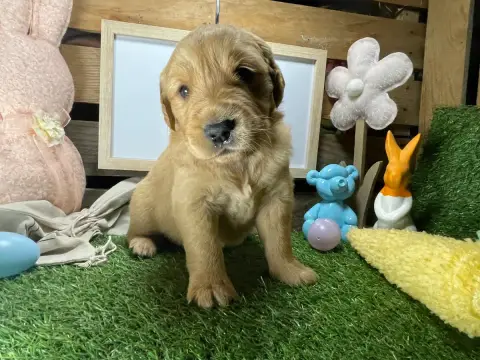 Portée Golden Retriever — Des Etoiles De Woodcock