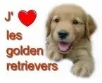 Portée Golden Retriever — Du Domaine D'Ambroise