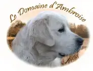 Portée Golden Retriever — Du Domaine D'Ambroise photo 3