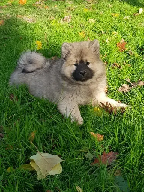 Eurasier  Mr Bleu Des Hauts De Chamboursat