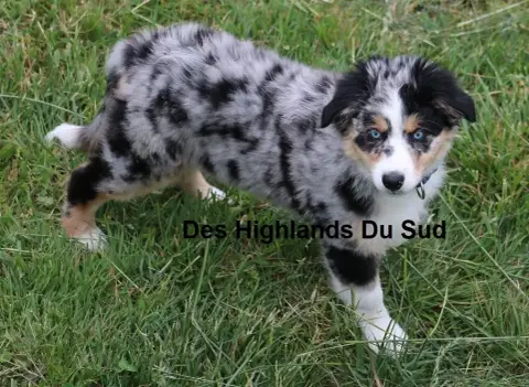 Berger Australien  Chiot N°3 Des Highlands Du Sud