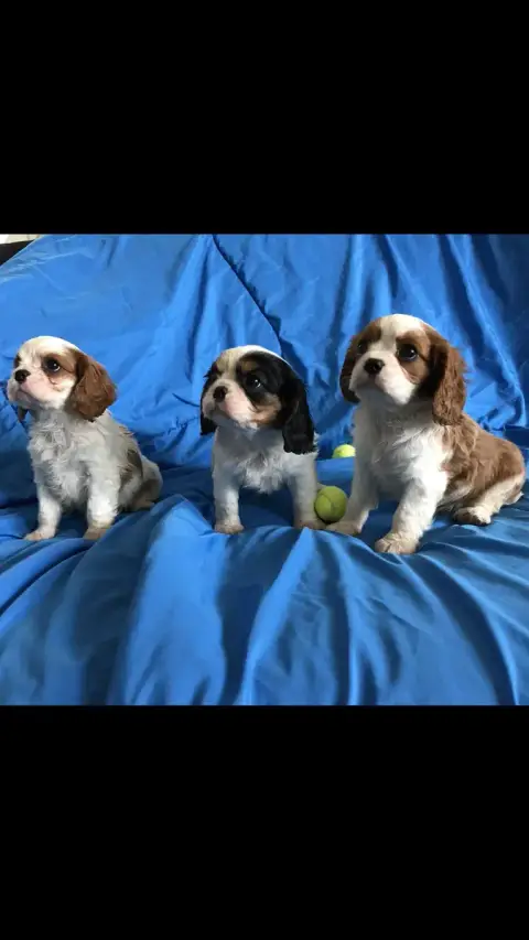 Cavalier King Charles Spaniel  Burberry Des Lys Des C 5960b