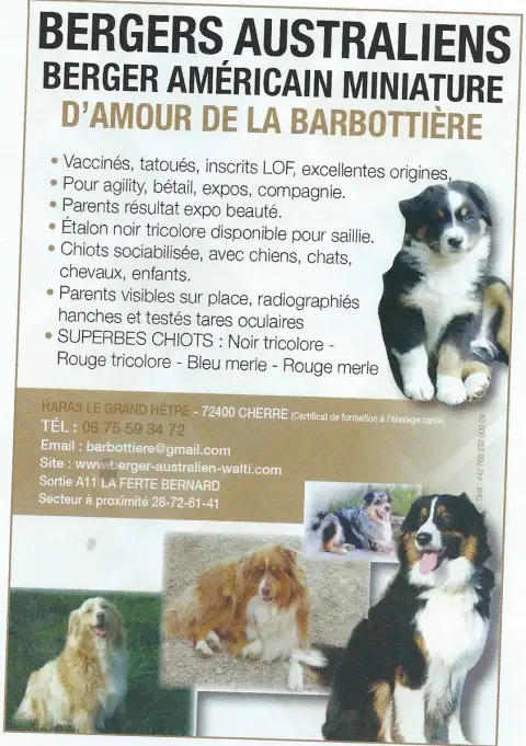 Berger Australien  Athena D'Amour De La Barbottiere 5090c