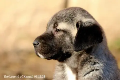 Portée Chien De Berger Kangal — The Legend Of Kangal
