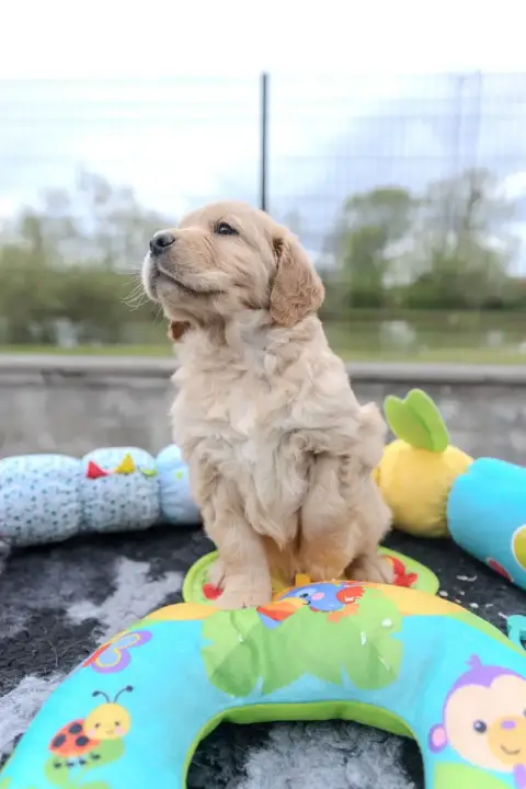 Portée Golden Retriever — Des Fields D'Est