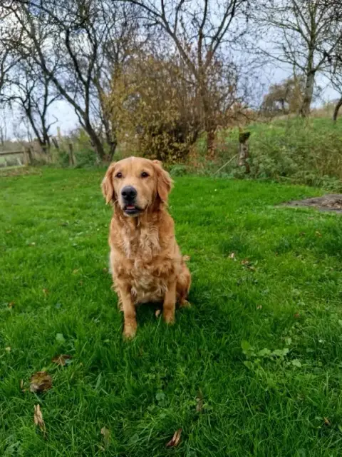 Portée Golden Retriever — Des Fields D'Est photo 2