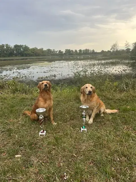 Portée Golden Retriever — Des Fields D'Est photo 3