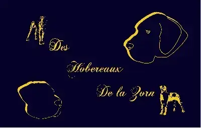 Dogue Allemand  Biscotte Des Hobereaux De La Zorn