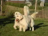 Portée Golden Retriever — De La Foret Des Pyramides