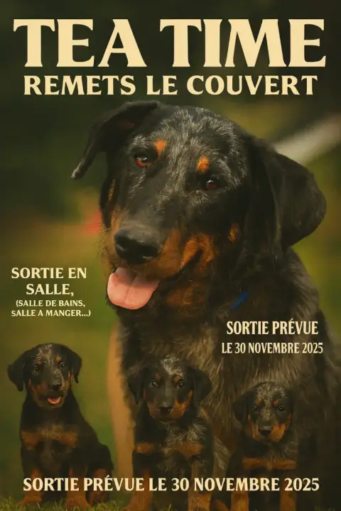 Berger De Beauce  Bière Collier Jaune Noire Et Feu Du 5a719