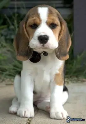 Beagle  Chiot 1 Du Mas Saint Clair
