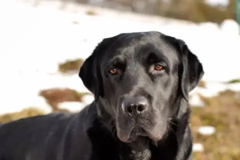 Labrador Retriever  Chiot 5 Des Terres De Balme