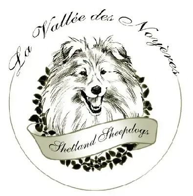 Shetland Sheepdog  Belotte De La Vallée Des Noyeres 5ed9f