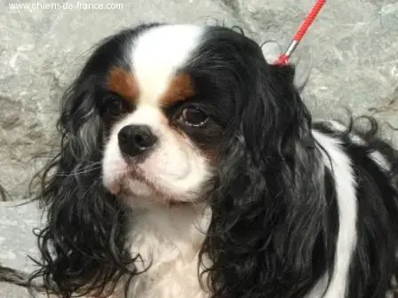 Cavalier King Charles Spaniel  Chiot De La Vallée D'  64b1d