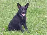 Portée Kelpie Australien — De La Foret Des Quatre Seigneurs