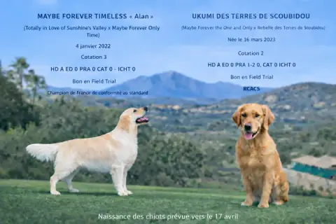 Portée Golden Retriever — Des Terres De Scoubidou