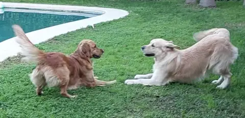 Portée Golden Retriever — Des Terres De Scoubidou photo 2