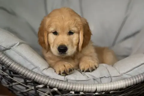 Portée Golden Retriever — Des Terres De Scoubidou photo 3