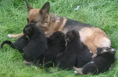 Berger Allemand  Chiot N°7 Du Domaine De La Phoenix D 666aa
