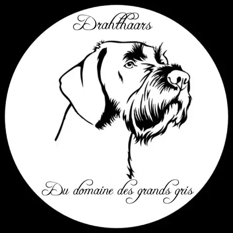 Chien D'Arrêt Allemand À Poil Dur  B4 Du Domaine Des  67016