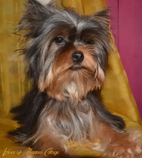 Yorkshire Terrier  Amaury Of Meadow Cottage