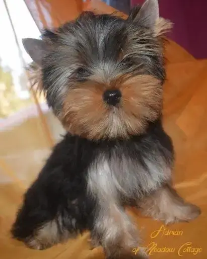 Yorkshire Terrier  Amaury Of Meadow Cottage photo 2