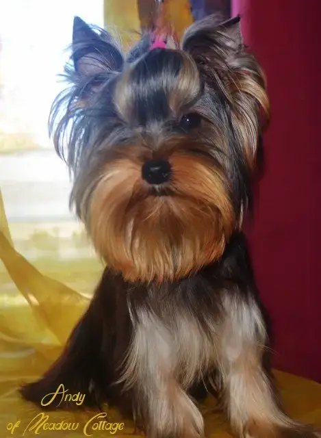 Yorkshire Terrier  Amaury Of Meadow Cottage photo 3