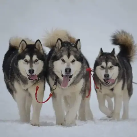 Adopter Alaskan Malamute  Chiot 3 From White Mountain Lapland 688c0