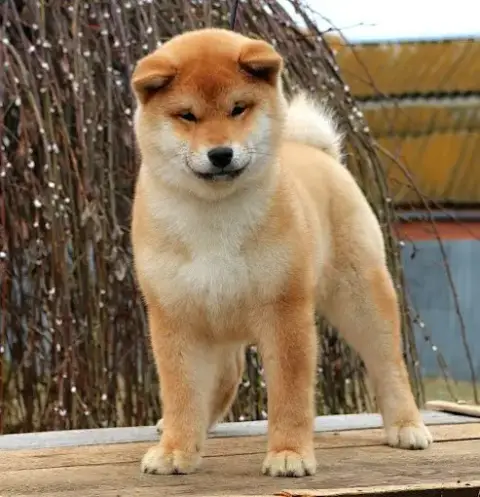 Shiba