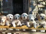 Portée Golden Retriever — Des Prairies De Belledonne