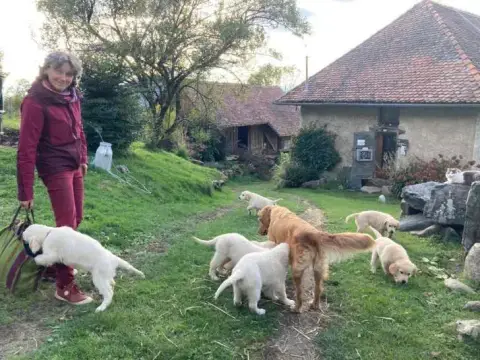 Portée Golden Retriever — Des Prairies De Belledonne photo 2
