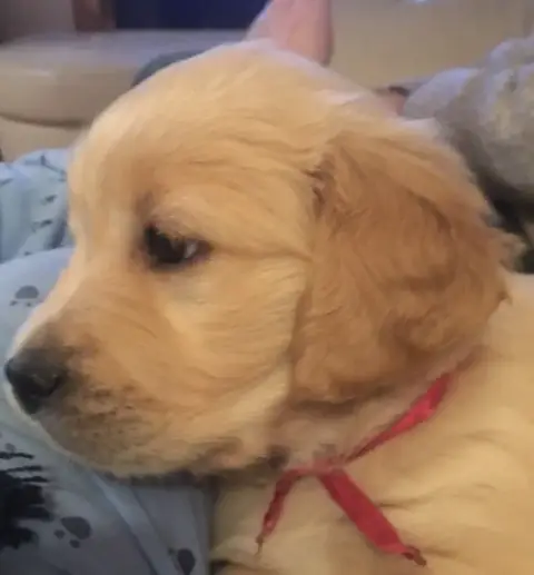 Portée Golden Retriever — Des Prairies De Belledonne photo 3